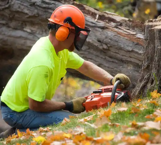 tree services Bay Head